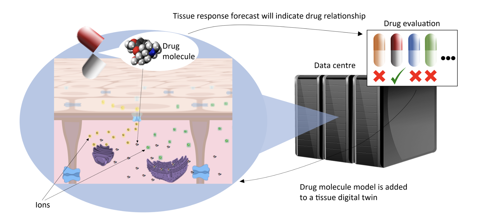 Digital twin overlay on multicellular tissue construct