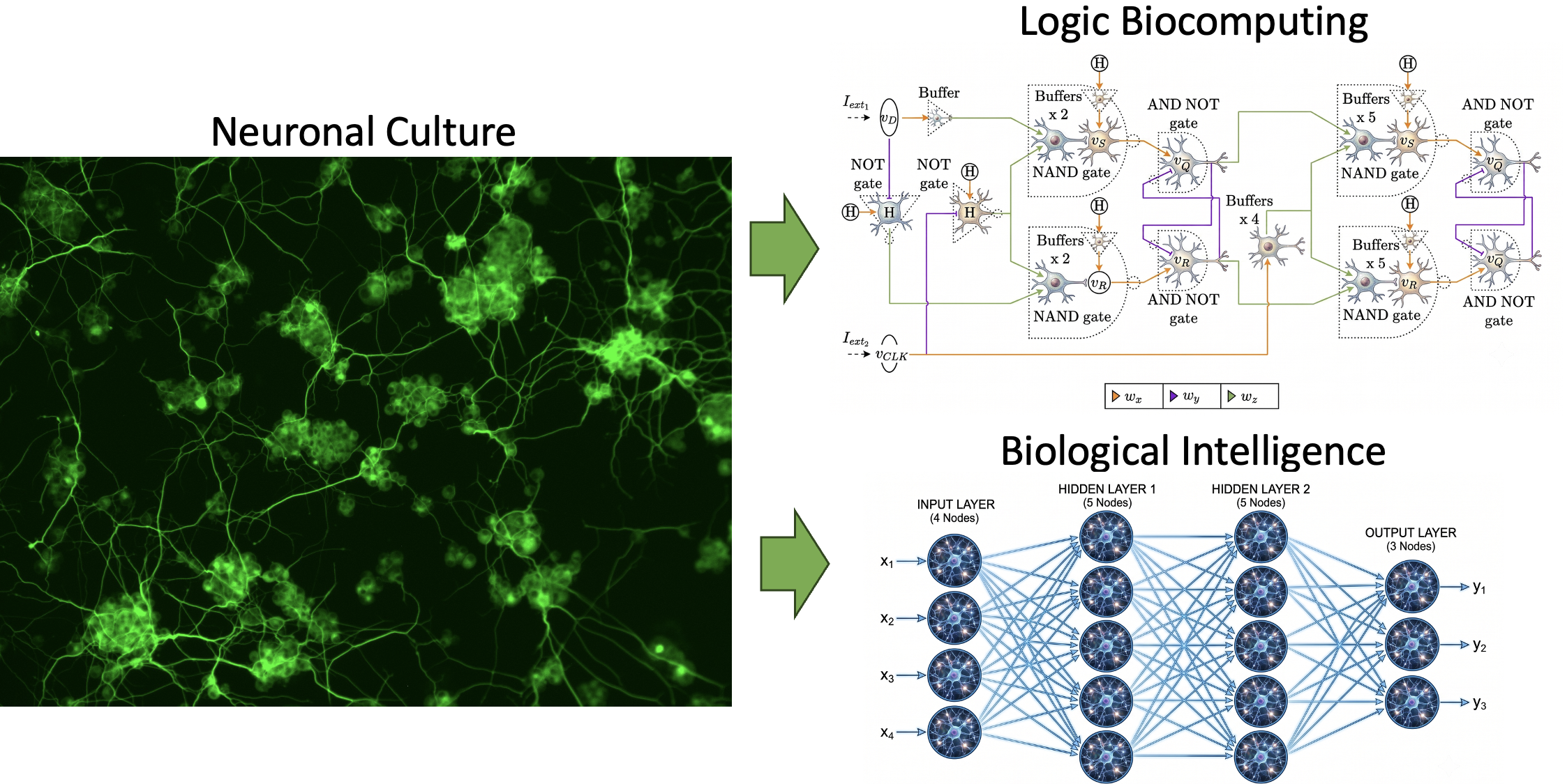 Calcium and astrocyte communication